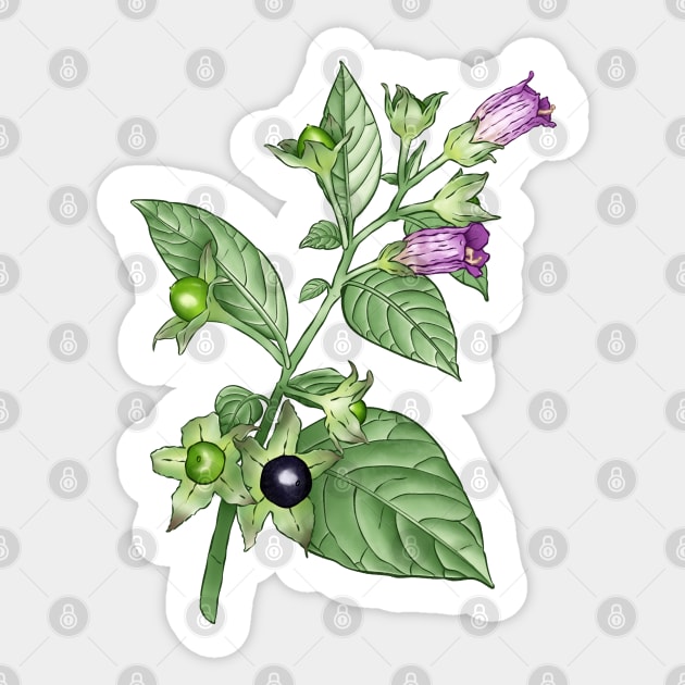 Deadly Nightshade ~ Atropa Belladonna Sticker by Ruxandas